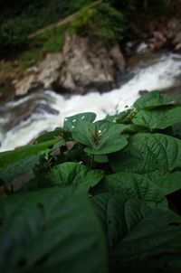 Close-up of wet leaves on land