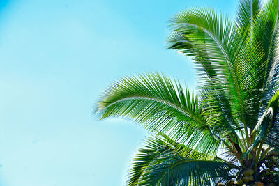 Low angle view of palm tree against clear blue sky