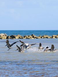 View of birds in sea against sky