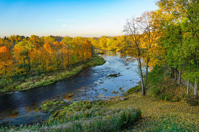 Scenic view of river stream amidst trees during autumn