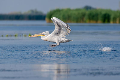 Seagull flying over lake