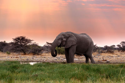 Elephant in a field