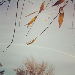 Low angle view of trees