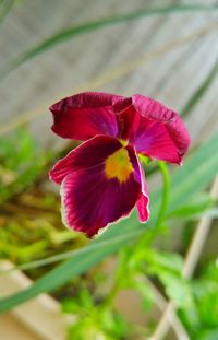 Close-up of flower blooming outdoors