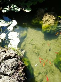 High angle view of fish on rock by lake