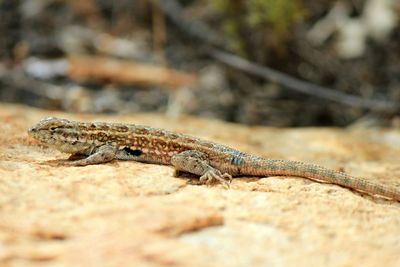 Close-up of lizard on rock