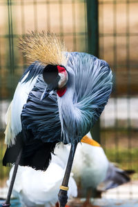 Close-up of bird - african crowned crane