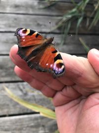 Close-up of butterfly on hand