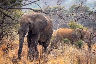 Elephant in a field