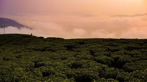 Scenic view of field against sky at sunset