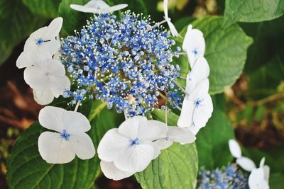 Close-up of white flowering plant