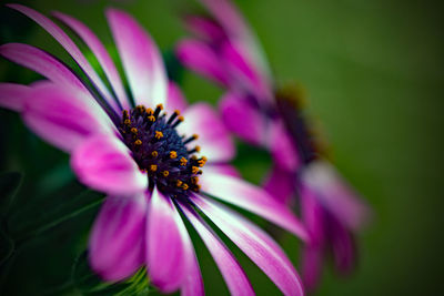 Close-up of pink flower