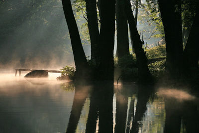 Reflection of trees in lake