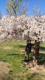 Full length of cherry blossoms on field against sky