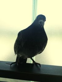 Close-up of bird perching on wall