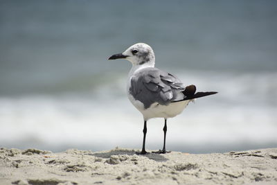 Seagull perching on a beach