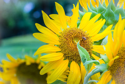 Close-up of insect on sunflower