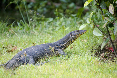 Close-up of lizard on land