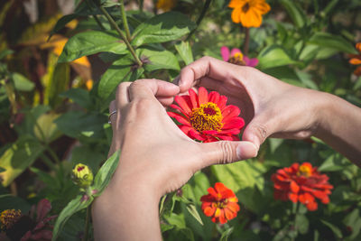 Close-up of hand holding red flowering plant