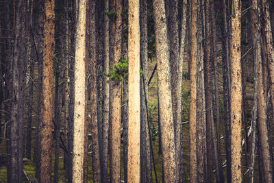 Full frame shot of pine trees in forest