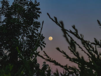 Low angle view of silhouette tree against sky at night