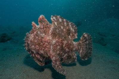 Commerson's frogfish in the red sea colorful and beautiful, eilat israel