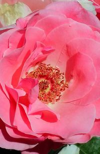 Close-up of pink flower tree