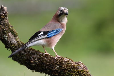 Close-up of bird perching on branch