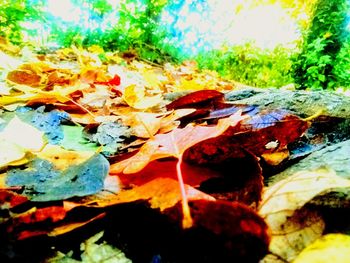 Full frame shot of autumnal leaves