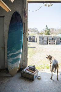 Finished resin artwork surfboard and barn dog at homemade art studio