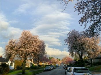 Road amidst trees against cloudy sky