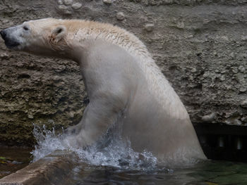 View of elephant in water