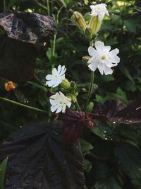 Close-up of white flowers