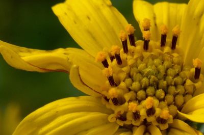 Close-up of yellow flower