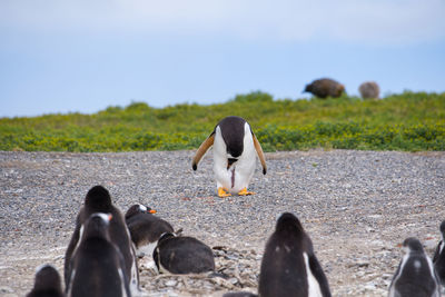 Penguins on field