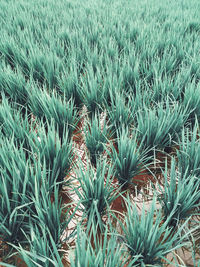 Full frame shot of succulent plants on field