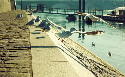 Birds flying over water