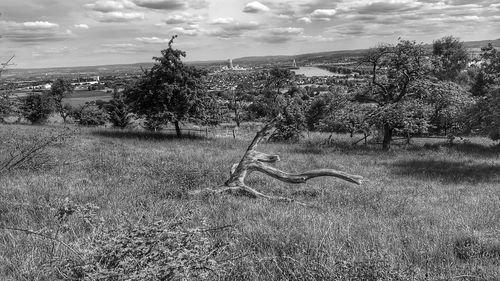 Trees on field against sky