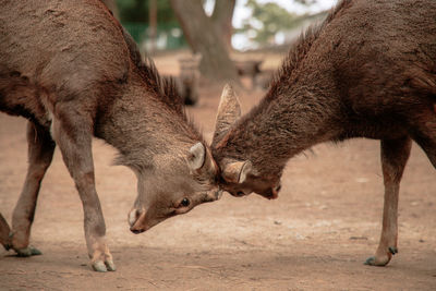 Close-up of deer