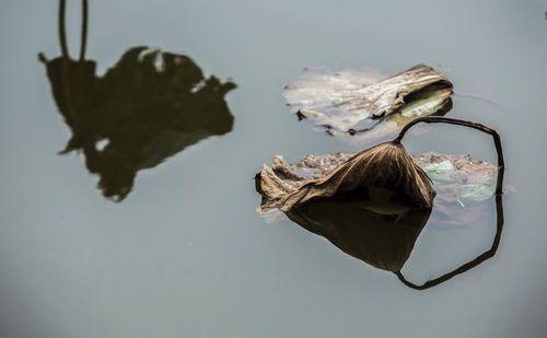 Close-up of water