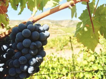 Close-up of grapes on tree