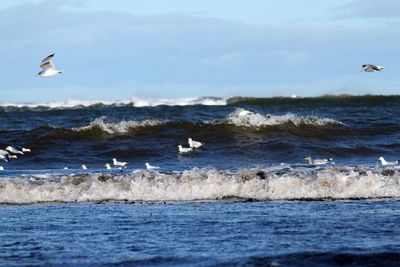 Seagulls flying over sea against sky