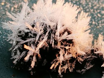 Close-up of snow on tree