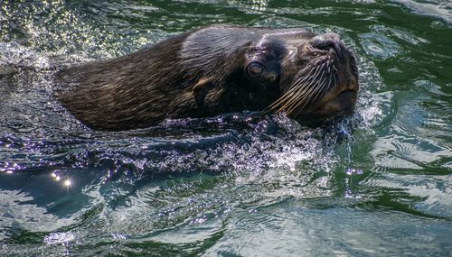 View of sea lion  in sea