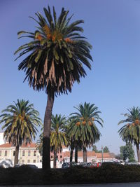 Low angle view of palm trees against clear sky