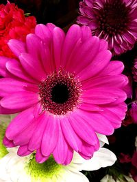 Close-up of pink flowers blooming outdoors