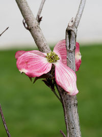 Close-up of pink flowering plant