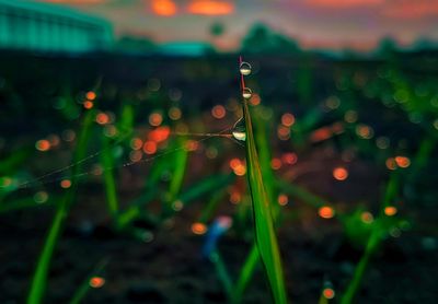 Close-up of raindrops on leaf at night