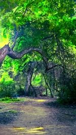 Trees in park