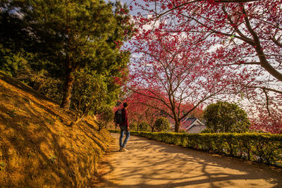 Rear view of man walking on footpath during autumn